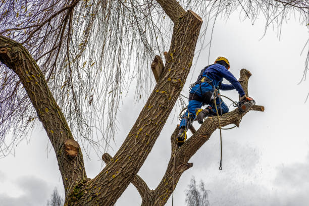 Quality  Tree Care Near You